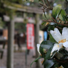 雨の境内にサザンカが咲く。