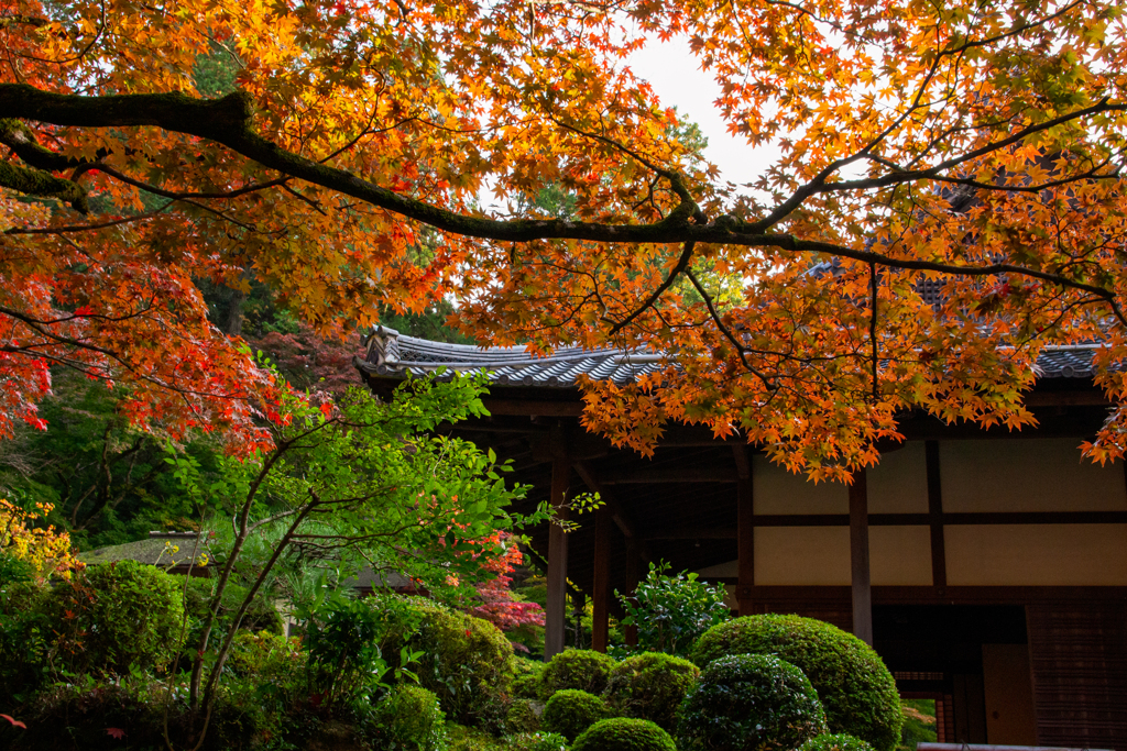 湖東三山　金剛輪寺　庭園