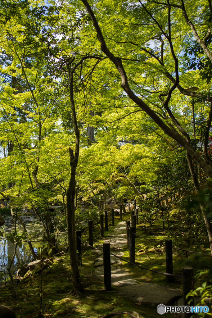 京都天授庵の新緑
