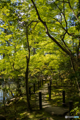 京都天授庵の新緑