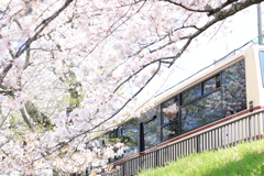 桜リフレクション