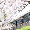 桜リフレクション