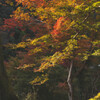 森の紅葉