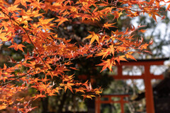 河合神社のもみじ