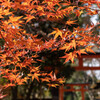 河合神社のもみじ