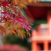 醍醐寺の紅葉