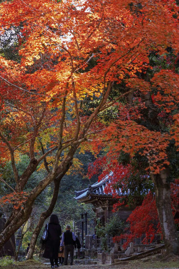 二尊院の紅葉