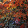 二尊院の紅葉