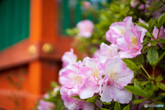 京都山科毘沙門堂