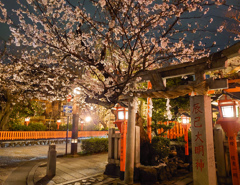 夜桜散歩