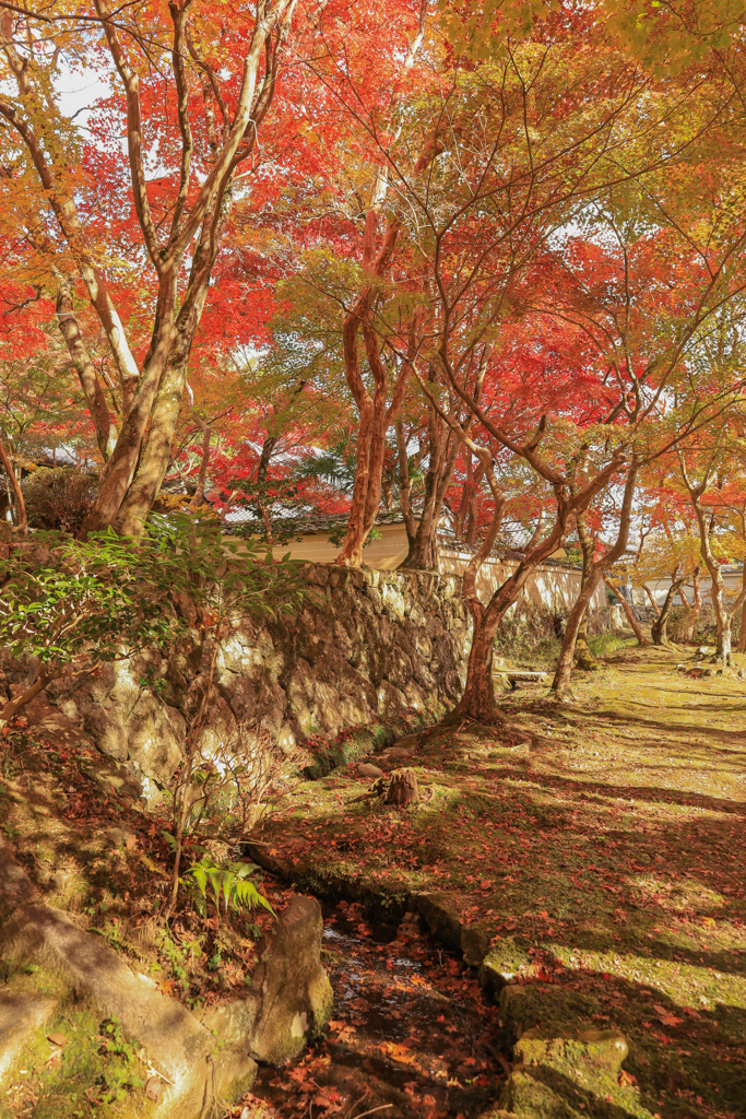 紅葉の庭