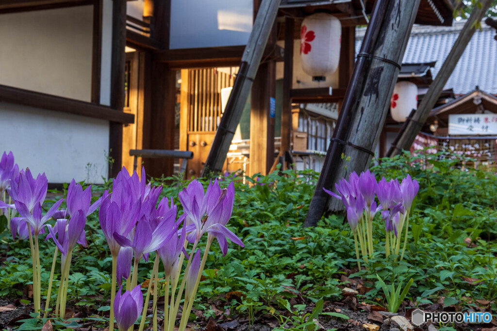 平野神社のサフラン
