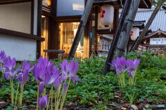 平野神社のサフラン