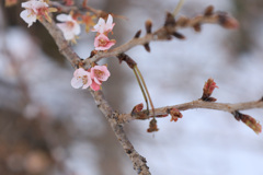雪の日のニ季咲桜