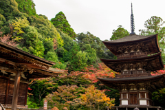 湖東三山　西明寺