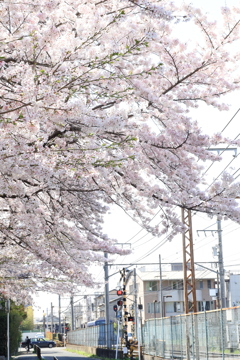 桜咲く街角