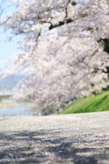 サクラ道