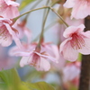 桜色。