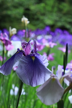 平安神宮の花菖蒲