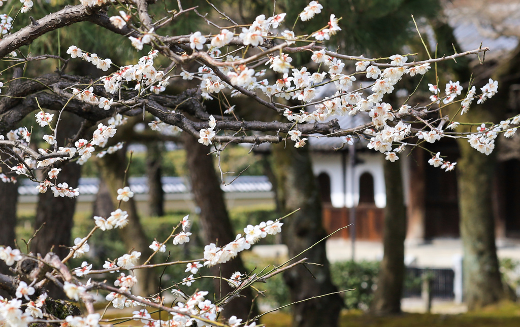 建仁寺の梅