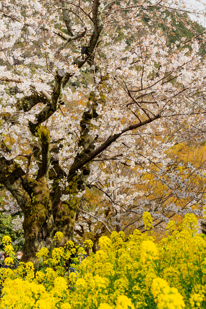 ハッピーイエロー