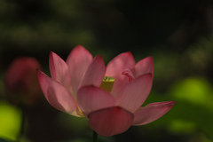 蓮