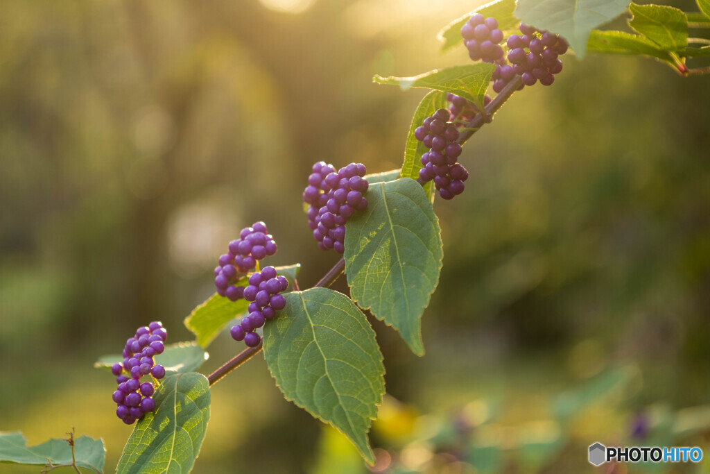 紫式部が夕日に輝く