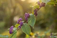 紫式部が夕日に輝く