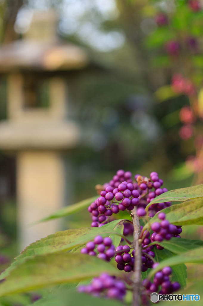 平野神社の紫式部