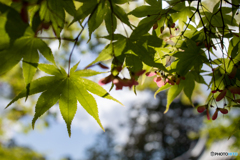 青もみじに紅もみじ？