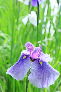 花菖蒲が咲く