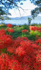 彼岸花が咲く湖畔