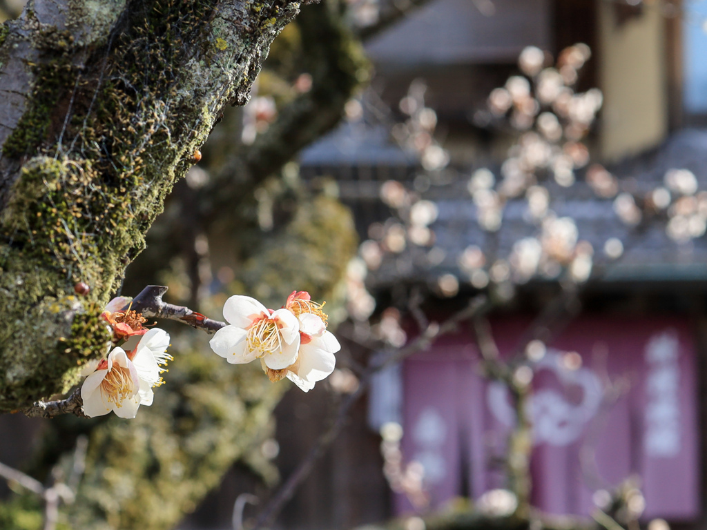 祇園白川の梅