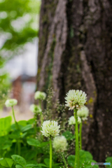 シロツメクサ