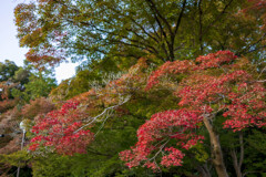 紅葉