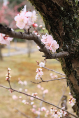 梅園に咲く