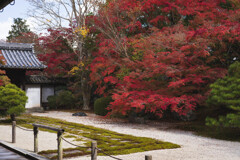 天授庵の紅葉