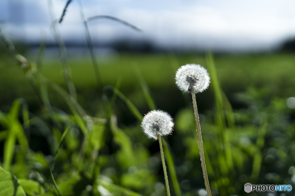 dandelion fluff