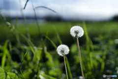 dandelion fluff