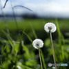 dandelion fluff