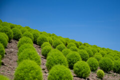 Green balls