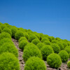 Green balls