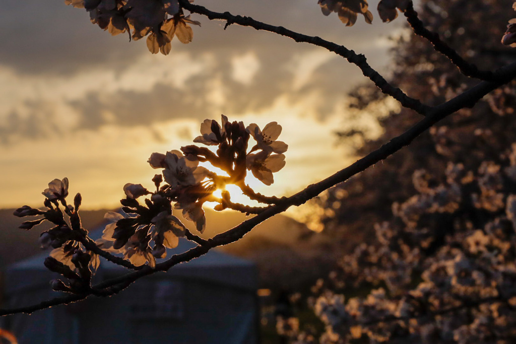 桜 ②