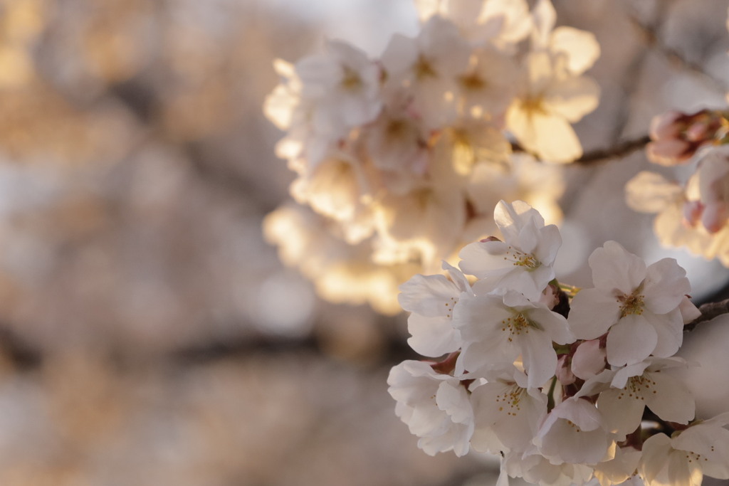 桜④