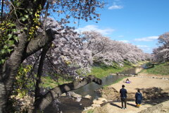 桜日和