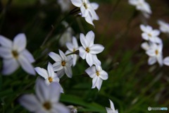 日陰の花