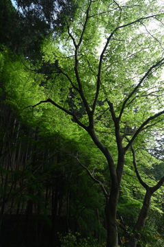 銀閣寺にて