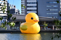 ラバーダック at OSAKA