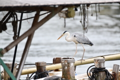 魚を求めて漁船上