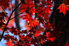吉野山の紅葉